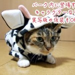【ディズニー全身仮装】アニメ版と実写版の衣装が違う場合、仮装していいのはアニメ版のデザインだけ?